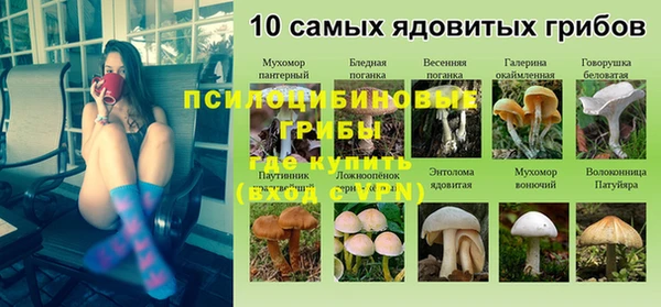 гашик Нефтекумск
